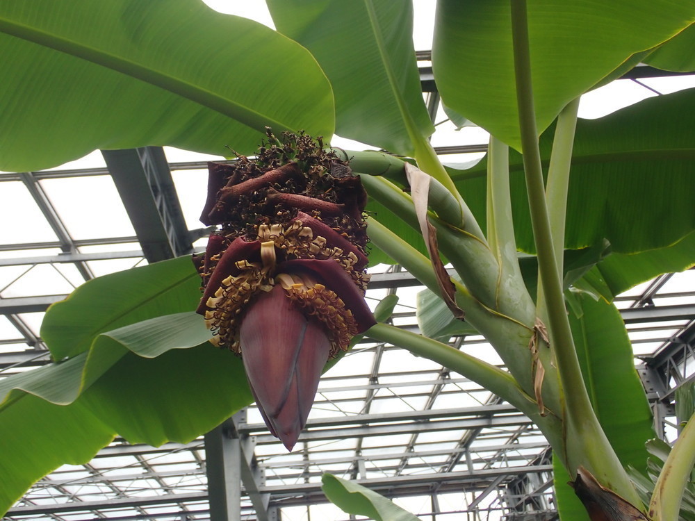 つくば実験植物園 その⑬ 熱帯温室ーⅠ バナナ, ヒメバショウ、コウテイアナナス、テイランジア、シマサンゴアナナス、バニラ: 目黒のおじいちゃん