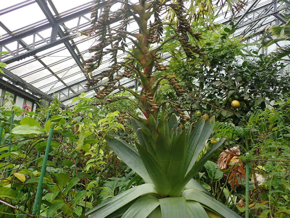 つくば実験植物園 その⑬ 熱帯温室ーⅠ バナナ, ヒメバショウ、コウテイアナナス、テイランジア、シマサンゴアナナス、バニラ: 目黒のおじいちゃん