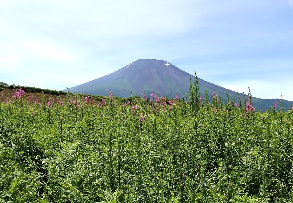 写真 ヤナギランと富士 ファッション